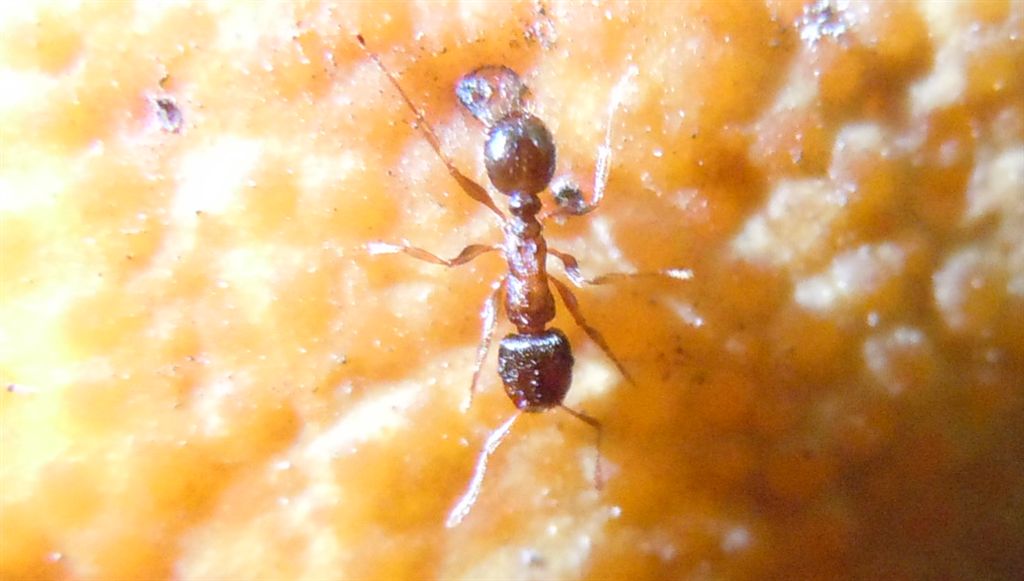 Formiche medie: Tetramorium sp.